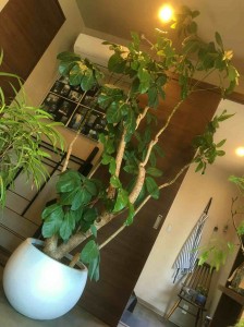 cozy　観葉植物　ツピタンサス