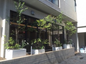 cozy植栽　大型ﾌﾟﾗﾝﾀｰ