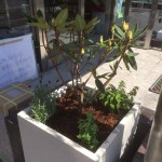 COZY 植栽 プランター COZY 植栽 プランター