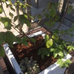 COZY 植栽 プランター COZY 植栽 プランター