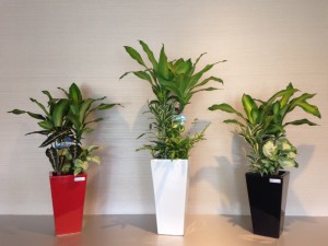 cozyの庭　観葉植物　寄せ植え　入荷