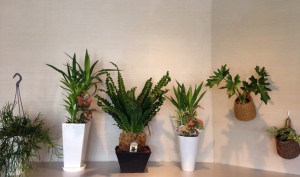 cozy　熊本　観葉植物　レピスミウムボリビアナム