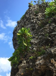 cozy garden 庭 沖縄